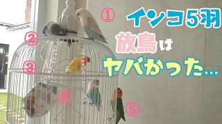 初めてボタンインコ5羽を同時放鳥!!色んな所で事件発生?!けどみんな可愛いんです！