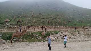 Camel in Salalah Oman /ওমানের পাহাড়ি উট