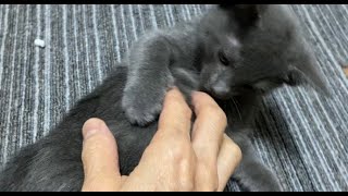 いっちょ前に毛繕いしている子猫にちょっかい出してみました。