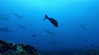 【GoProHero7】Mikomoto diving w/ Hammer Head sharks