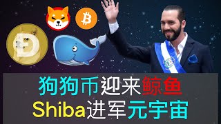 狗狗币的链上合约反应，有鲸鱼进入，最大的钱包被验证是RobinHood，萨尔瓦多无视各国警告，不惜断交也要发展比特币，shiba进入元宇宙，与动视前技术副总裁合作