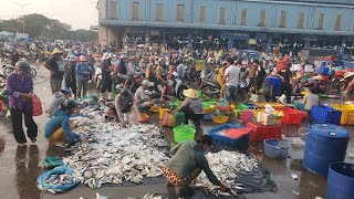 Chợ đầu mối bình điền sáng thứ sáu cá sặc 20k cá cơm 20k cá biển 20k sò huyết 30k
