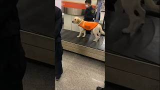 中国海关警犬#shorts