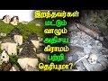 இறந்தவர்கள் மட்டும் வாழும் அதிசய கிராமம் பற்றி தெரியுமா? | City of the Dead Village of Dargavs