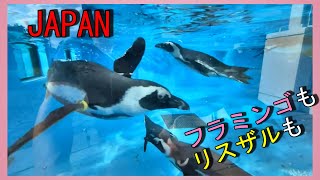 【九州観光】ヒクイドリ、たぬき、リスザル、フラミンゴ、おすすめ動物ふれあいスポット　福岡県　鳥類センター