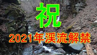 祝 2021年　渓流解禁‼　大岩魚が釣れた　前編