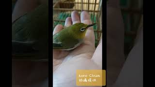 虛弱的綠繡眼成鳥