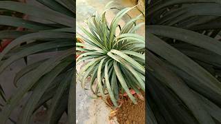 Reporting of spider plant 🌵#gardening #garden #plants #bonsaigarden #gardentips