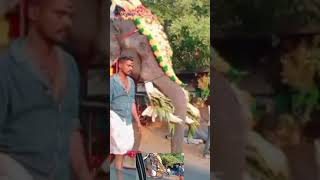 Amakkavu Pooram 2023 /#shorts