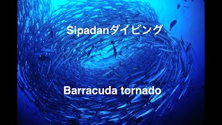 SIPADAN diving2017/11/5~10バラクーダ大当り♬