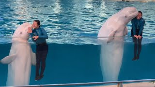 Amazing White Dolphin Show in Hakkeijima Sea Paradise,Japan/八景島シーパラダイス