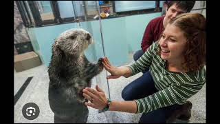 Sea otter deep dive