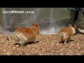 corgis コーギーいっぱい 20160731_01 roku ロクさん welsh corgi dog コーギー 犬