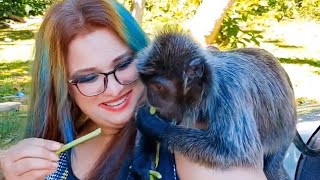 The silvery Lutung or Silvered Leaf Monkey Malaysia