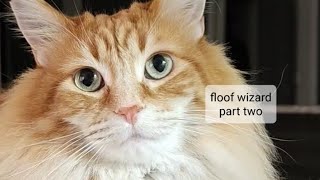 ✨Living with a Floof Wizard - Part Two✨