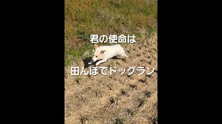 【田んぼでドッグラン】君(犬) の使命だ　#shorts