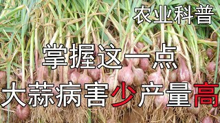 掌握这一点，大蒜病害少，产量高【付老师种植团队官方频道】