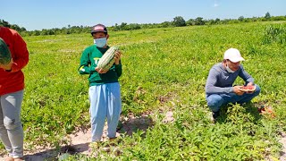 Natural view of watermelon farm in Cambodia (Banteay Srey)