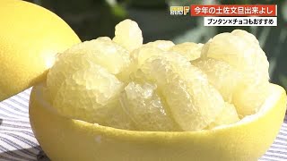 「これが土佐文旦だ！」早春の恵み出荷最盛期　文旦使ったバレンタインチョコのお味は？【高知】 (21/02/05 20:00)