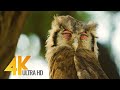 4K African Wildlife - Kgalagadi Transfrontier Park - Part #2 - 7 HRS Relaxation Video