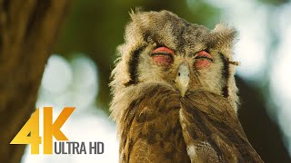 4K African Wildlife - Kgalagadi Transfrontier Park - Part #2 - 7 HRS Relaxation Video