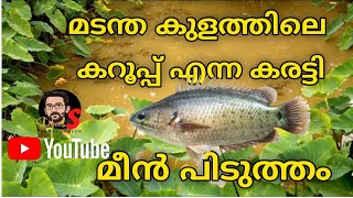 മടന്ത കുളത്തിലെ കറൂപ്പ് എന്ന കരട്ടി മീൻ പിടുത്തം |Amazing anabas fishing malayalam