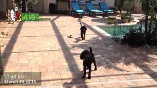 Miniature Poodles, BIG Results - Dog Training of Fort Myers - Patrick Logue