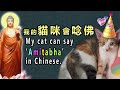 我家貓咪會唸「阿 彌 陀 佛」 my cat can say amitabha in chinese.