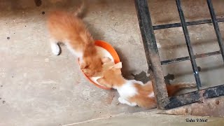 ನಮ್ಮ ಮನೆಗೆ ಬಂದ ಅತಿಥಿ ಅಮ್ಮ ಮಕ್ಕಳು | cat family | kitten