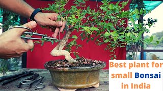 Most Suitable Fruit Plant for Bonsai #fruitbonsai #flowerbonsai #bonsai