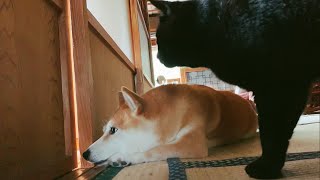 向こうが気になるしパパを寝かしつけなきゃだし Dog \u0026 cat interested on the other side