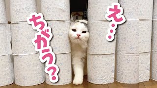 トイレットペーパーチャレンジをする猫【おしゃべりする猫】 【猫アテレコ】