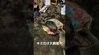 キャッチミーイフユーキャンを投入してみた#shorts #キャッチミーイフユーキャン2  #保護猫 #猫