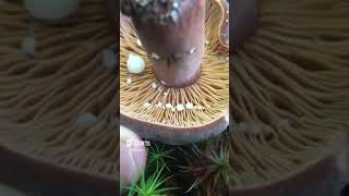 Corrugated Milk Cap Mushroom