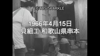 【TBSスパークル】1966年4月15日 貝細工 和歌山県串本 Shell work Kushimoto