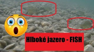 Hlboké jazero, Senec, SLOVAKIA - fish