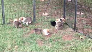 Cricket Puppies 06232017