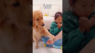 抢走狗狗的奖励！狗：比我还狗The girl took away the dog's prize, the dog went angry #goldenretriever #pets #puppy