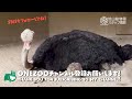 【 旭山動物園】パパの羽の下にもぐりこんでふわふわ安心♪ちっちゃいダチョウのヒナ3羽🐥🌱 asahiyama zoo ostrich parents and chicks.