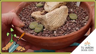 🌱 MINI - COMPOSICIÓN con 4 Lithops aucampiae 'Bella Ketty'