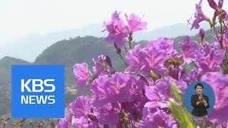 ‘진분홍빛 장관’…황매산 철쭉 절경, 상춘객 유혹 / KBS뉴스(News)