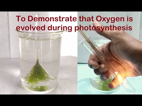 What happens to the oxygen made by plants during photosynthesis?