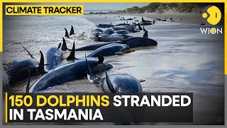 Australia: Dolphin Rescue Efforts Underway In Tasmania | World News | WION Climate Tracker