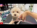 夢 職人刀具 小彎剪使用示範 dog grooming 夢想寵物美容110