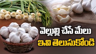 వెల్లుల్లి చేసే మేలు.. | Garlic Benefits of Health | Health Facts | Disha TV Health