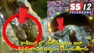 Kashi Bugga Temple/కాశీబుగ్గ లో నాగదేవతలు శివలింగానికి దర్శనం/Snake darshanam in Kashi bugga/