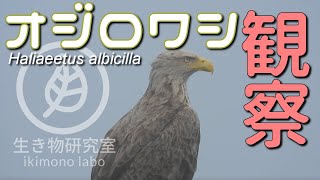 オジロワシ観察 Observation of white-tailed eagle 【Haliaeetus albicilla】