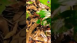 Russell's Viper in the Wild |ಕನ್ನಡಿ ಹಾವು| ಕೊಳಕು ಮಂಡಲ | അണലി | #kerala #gopro #snake #wildlife #viral