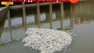 Gondia Fish death in dhapewadi dam