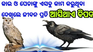 କାଉ ଓ ପେଚା କୁ ଏପରି କାମ କରୁଥିବାର ଦେଖିଲେ ଜୀବନ ପ୍ରତି ଆସେ ବିପଦ, odia bayagita, amrutabani, sadhubani tip